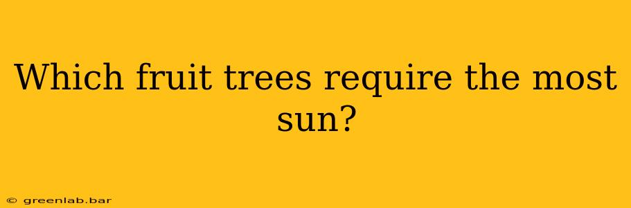 Which fruit trees require the most sun?