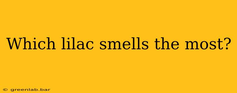 Which lilac smells the most?