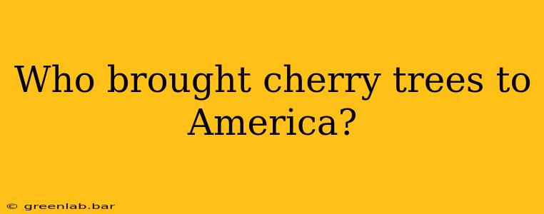 Who brought cherry trees to America?