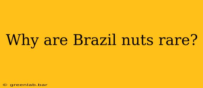 Why are Brazil nuts rare?