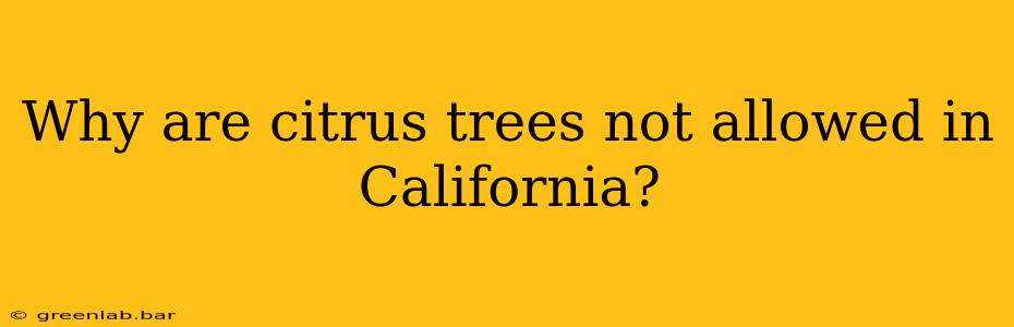 Why are citrus trees not allowed in California?