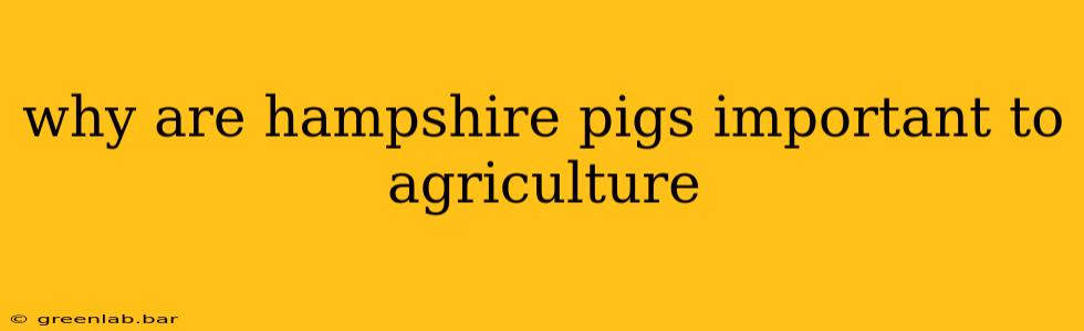 why are hampshire pigs important to agriculture