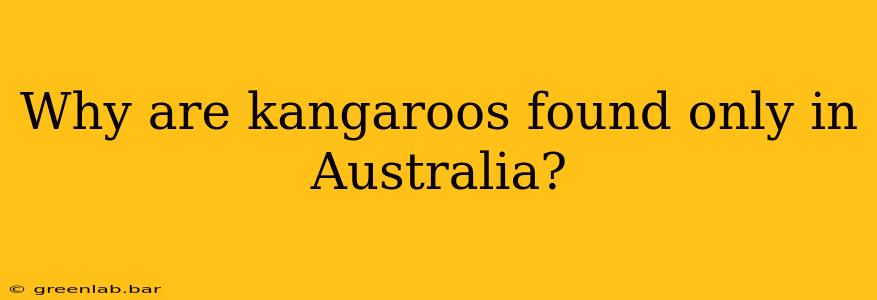 Why are kangaroos found only in Australia?