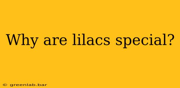 Why are lilacs special?