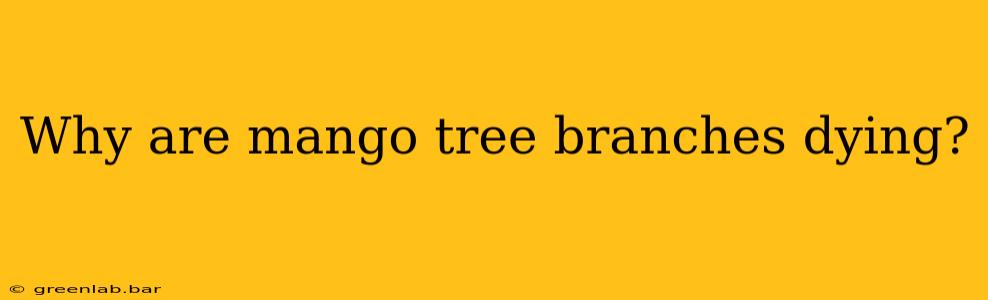 Why are mango tree branches dying?