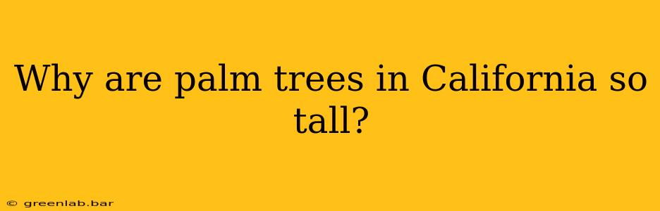 Why are palm trees in California so tall?