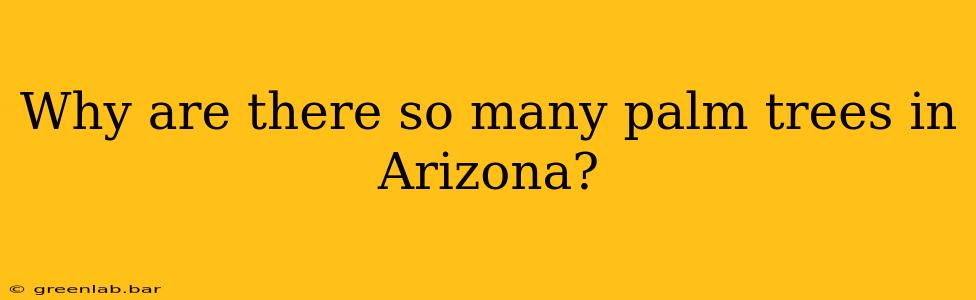 Why are there so many palm trees in Arizona?