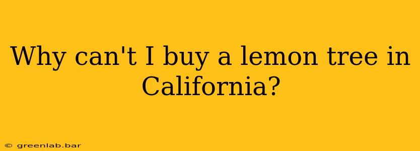 Why can't I buy a lemon tree in California?