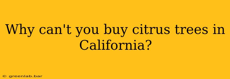 Why can't you buy citrus trees in California?