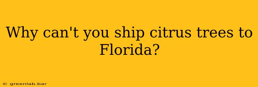 Why can't you ship citrus trees to Florida?