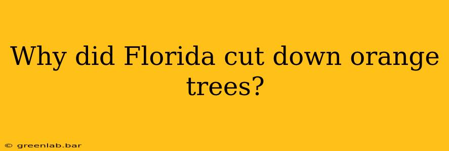 Why did Florida cut down orange trees?