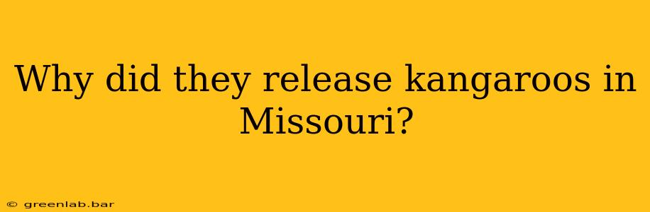 Why did they release kangaroos in Missouri?