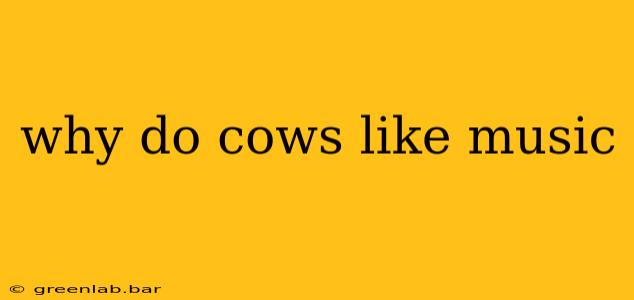 why do cows like music