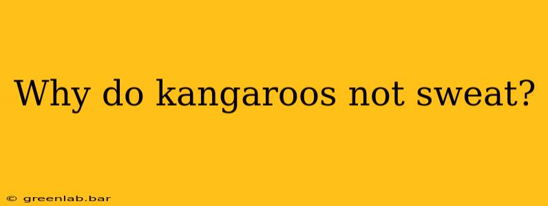 Why do kangaroos not sweat?