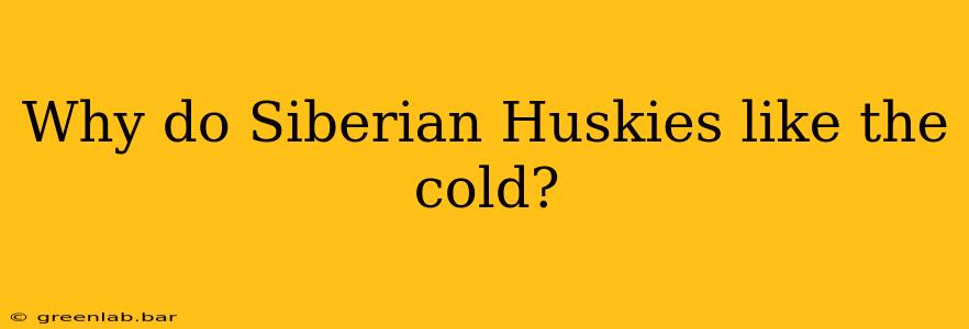 Why do Siberian Huskies like the cold?