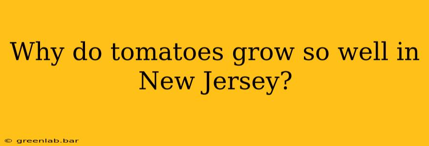 Why do tomatoes grow so well in New Jersey?