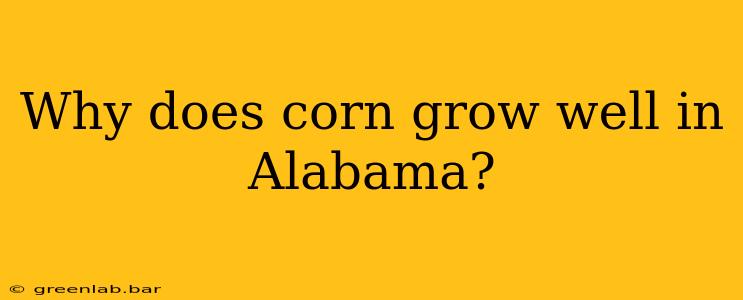 Why does corn grow well in Alabama?