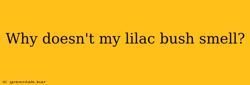 Why doesn't my lilac bush smell?