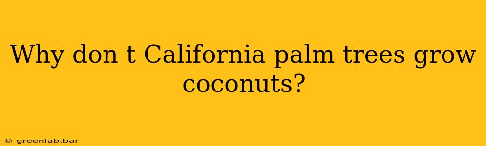 Why don t California palm trees grow coconuts?