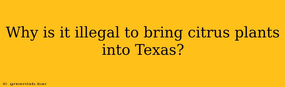 Why is it illegal to bring citrus plants into Texas?