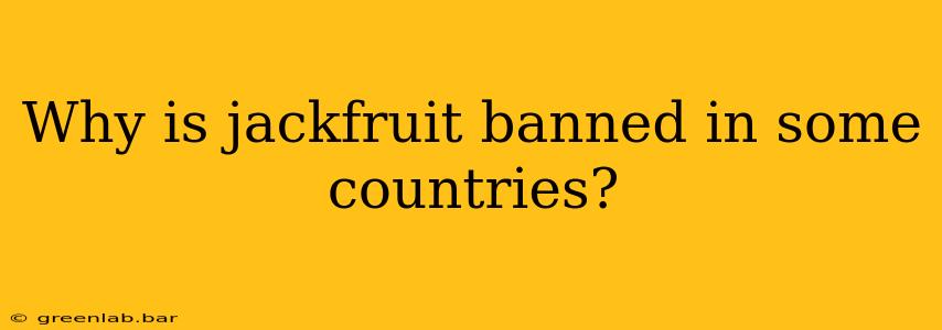 Why is jackfruit banned in some countries?