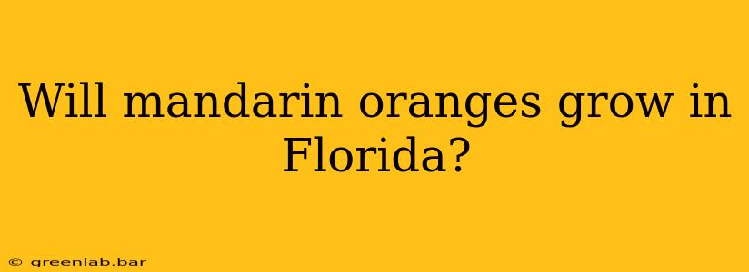 Will mandarin oranges grow in Florida?