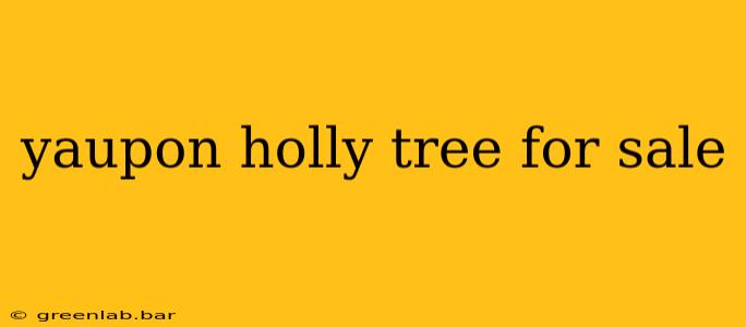 yaupon holly tree for sale