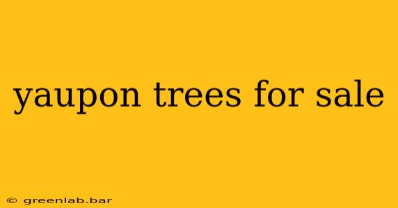 yaupon trees for sale